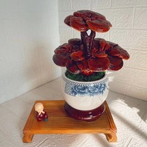 Lucid Lucid and Lucid Lingzhi of Lucid Lucid and Lucid Lingzhi Lucid Lingzhi Lucid Lingzhi Lucid Lingzhi