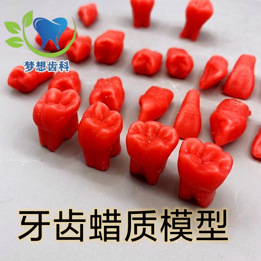 牙科 2倍牙齿蜡质模型 雕刻示范指导模具 形态标准1.2倍蜡牙 包邮