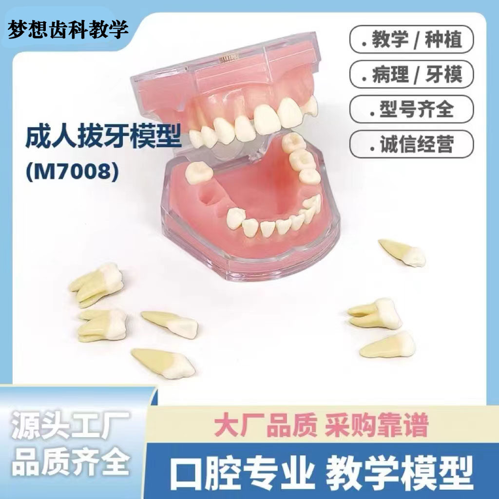 口腔牙齿练习模型仿真教学模型离体牙模口腔模型教具仿真牙齿模具
