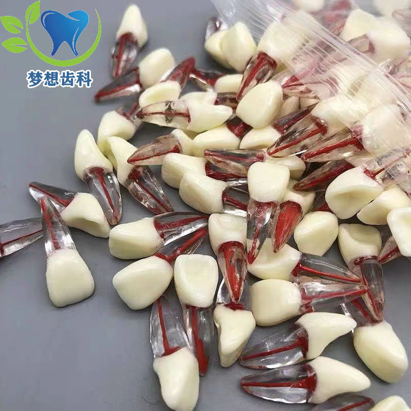 牙科口腔教学模型树脂根管牙带髓腔可开髓根管练习牙粒医师考试用