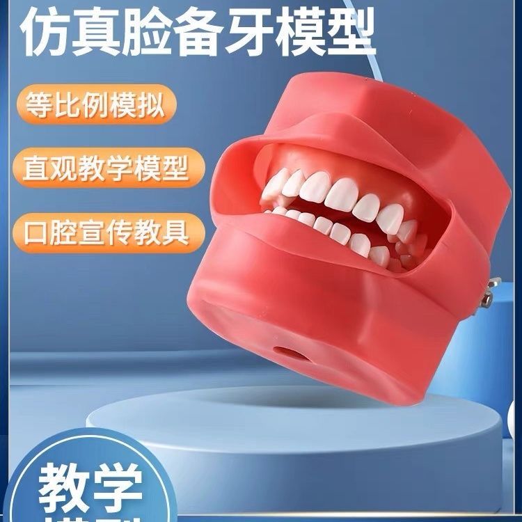 仿真脸备牙模型牙齿模型牙科口腔材料牙模口腔教学练习模型包邮