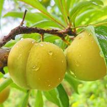 Shun Feng air transport Guizhou Anshun Six masbee candy Li Zi pure sweet fresh should season fruit 5 catties of fruit