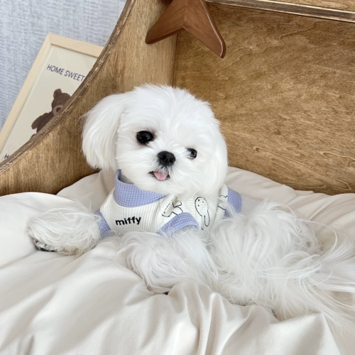 Paleterepet Осень и Зимние кошки, собаки, сеть домашних животных Красный и белый фиолетовый мифи