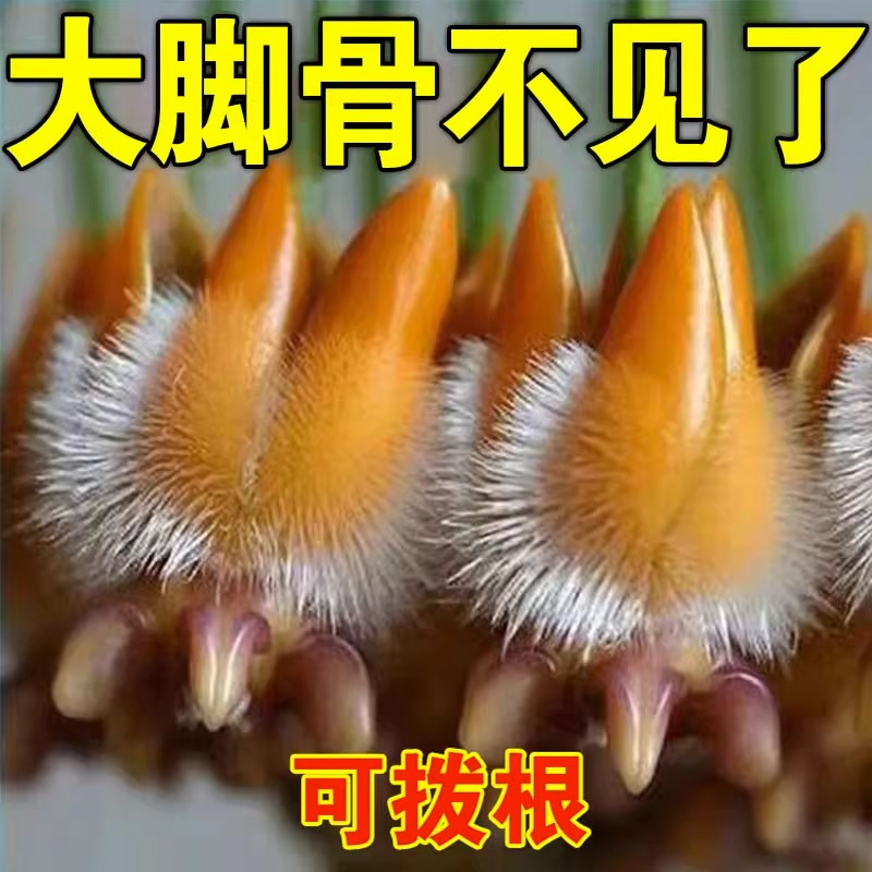 Thumb valgus sticking foot bone pain overlapping anti-grinding large footed bone special sticking hallux valgus special medicine toe straightener-Taobao