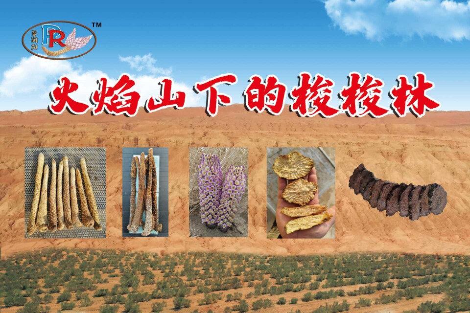 火焰山下的肉苁蓉