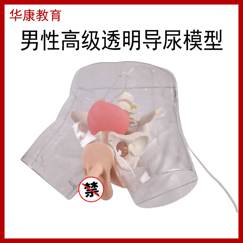高级透明男性导尿模型男科护理生殖器插管尿液流出医学练习培训D1