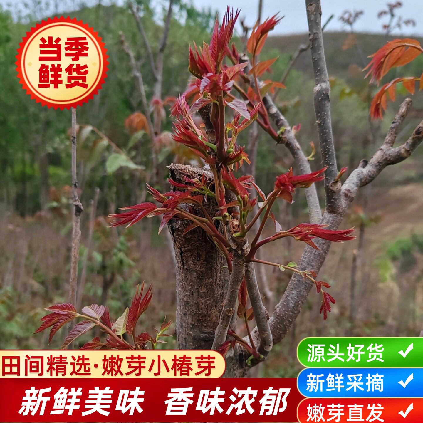 2026年新鲜云南四季椿如何选择优质香椿芽？顺丰速运现摘现发靠谱吗？-香椿芽-淘宝百科网
