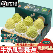 (SF Express) Authentic Milk Pineapple Custard Apple Freshly Picked Custard Apple Ringo 4kg