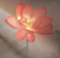 双喜中药材