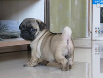 Purebred Pug Puppy Small Short-haired Pug Dog Short-legged Pug Black Honest Pug Live Pet Dog