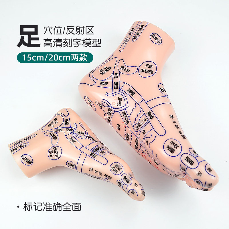 中医教学脚模型超清晰软质刻字脚模型反射区点穴按摩足底穴位模型
