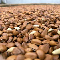 Shenshan No. 1 century-old huge pellets Shenshan No. 1 is now frying large pine nuts from northeastern China that are hundreds of years old.