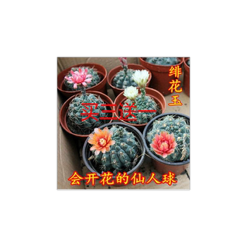 Cactus scarlet jade succulent plant desktop