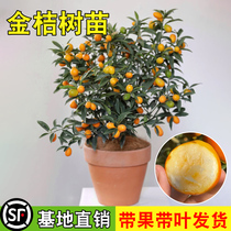 Crispy Kumquat Tree Saplings Potted Fruit Saplings South and North Planting Four Seasons Garden Fruit Saplings Kumquat and Orange Saplings