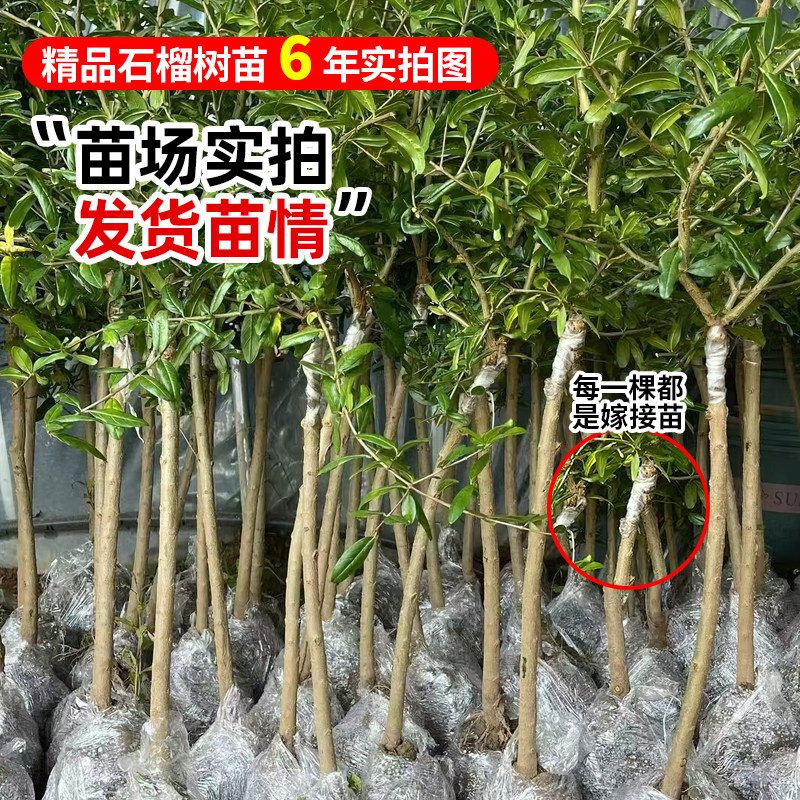 茶界传说！揭秘大红袍6棵母树的神秘品种，绝绝子！-生活-淘宝百科网