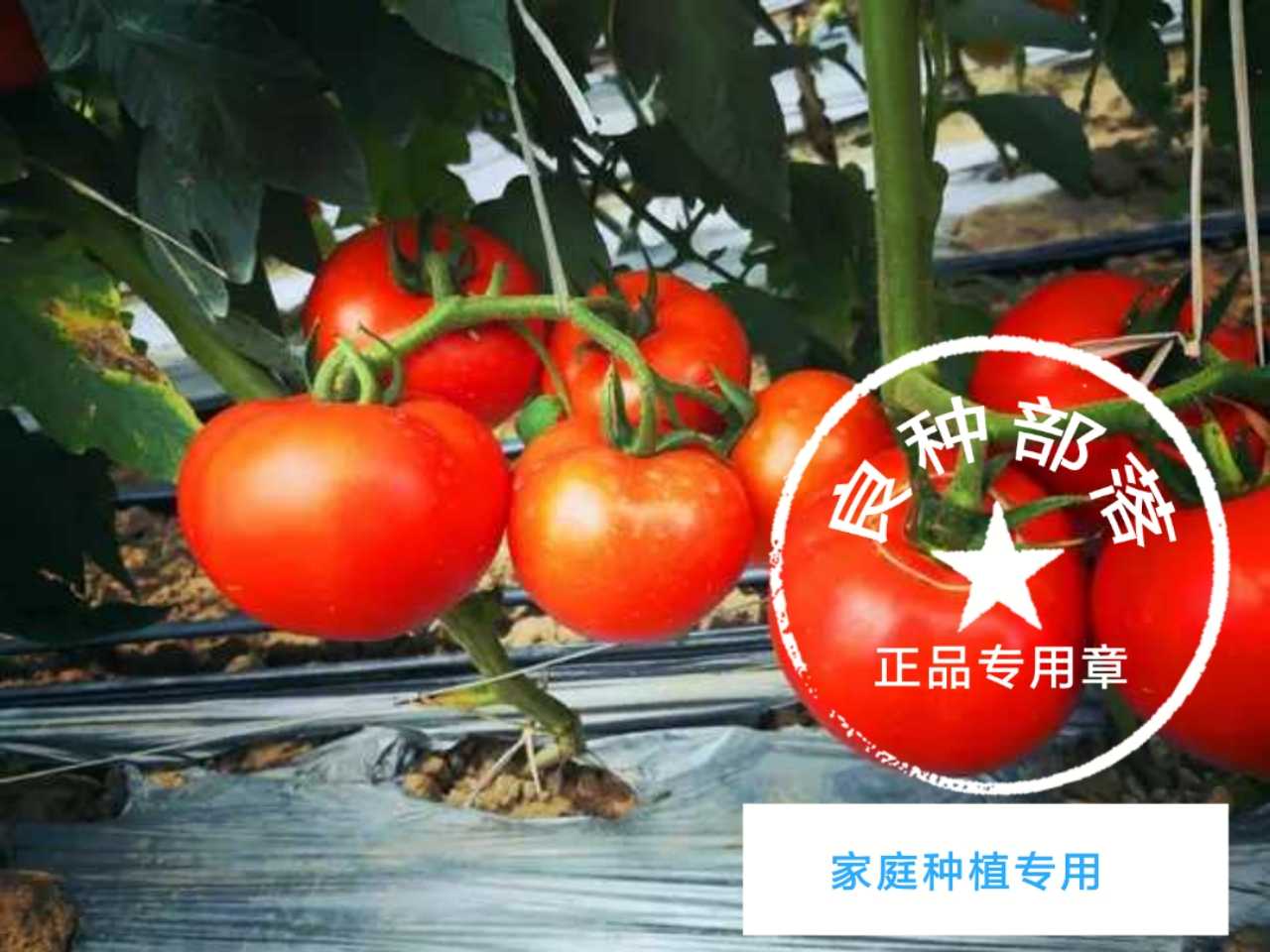 Family planting specialized tomato seeds with high germination rate of large red tomato seeds