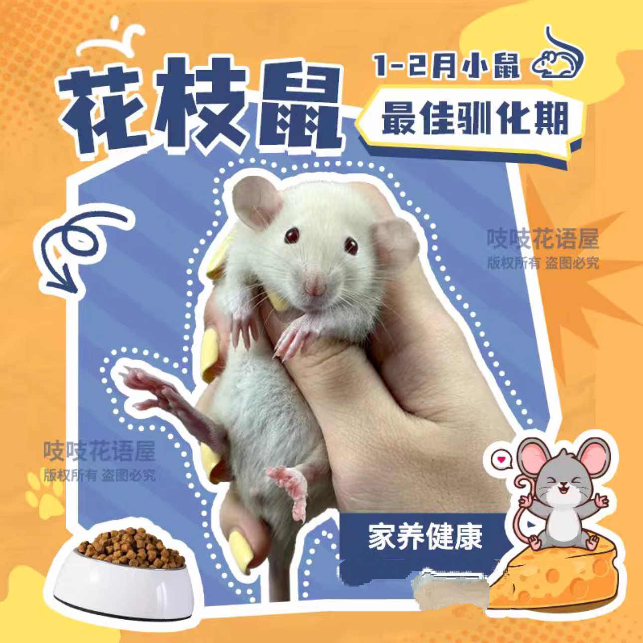 🐾宠物鼠新手必入,超萌花枝鼠陪你度过欢乐时光! 🐹-宠物-淘宝好物网