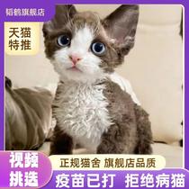 Devin curly cat pure breed young cat black and white open face white black tiger spotted blue small milk cat net red kitty