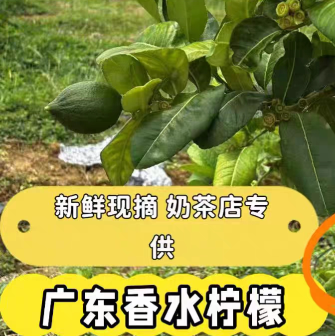 梦檬商贸店的LOGO