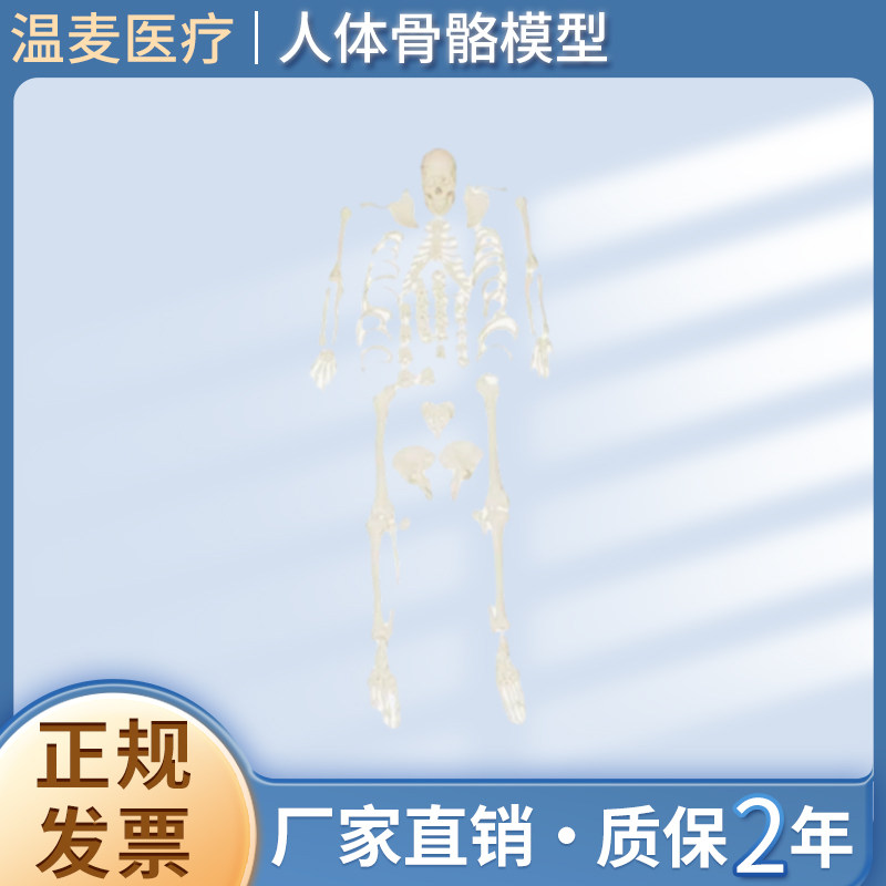 人体骨骼模型散骨170cm 成人散骨医学骨架 教学人骨游离人体骨骼
