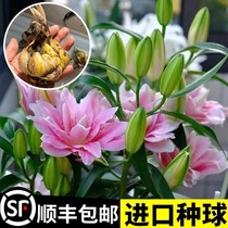 Perfume lilies with flower buds shipping potted plants Four Seasons Nourishing Cold Balcony Seasons Flowering Hydroponic Plant Flowers Room