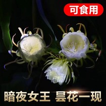 Pan-flower potted plant with flower bud flower indoor plant flower Miao small leaves Old pile seeds open in four seasons to be easy to live and green plant