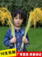 Simulated Rice Ears, Plastic Rice, Golden Rice Ears, Harvest Stage Decoration, Fake Rice Seedlings, Performance Props