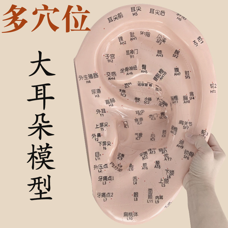 40厘米大号超清多穴位耳朵模型耳部针灸中医教学耳廓中英文大字
