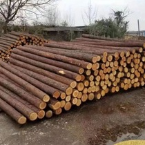 Construction site river pine pile timber log piling wood river flood control bank protection project construction pine pile fir pile