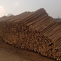 Pine wood piles fir wood piles river piling wood greening support poles larch pitch pine outdoor flood control leather log piles