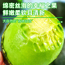 Mexican imported avocado fresh fruit in season whole box large ripe ready-to-eat avocado baby food supplement quick release