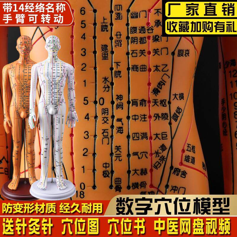 人体针灸穴位模型大号人仿真模拟铜人可扎针练习中医教学全身模特
