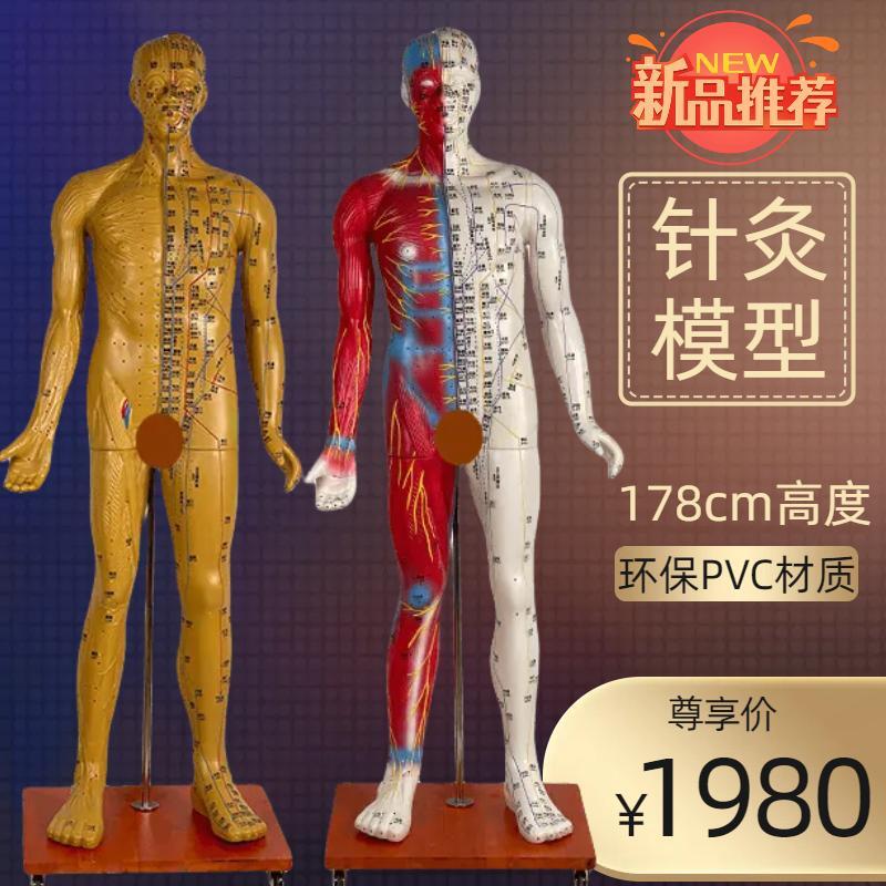 178cm针灸模中医练习人体模型小人穴位十二经络针灸模型全身经络