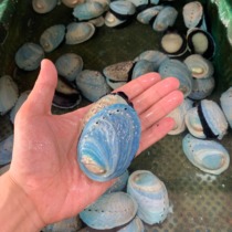 Fresh New Zealand blue abalone starry sky abalone non-frozen large abalone 6-8 pieces 500g available in the same city