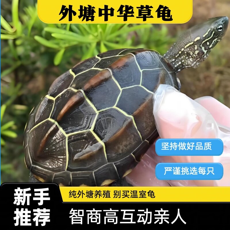 中华草龟：家庭宠物界的长寿明星-龟-淘宝百科网