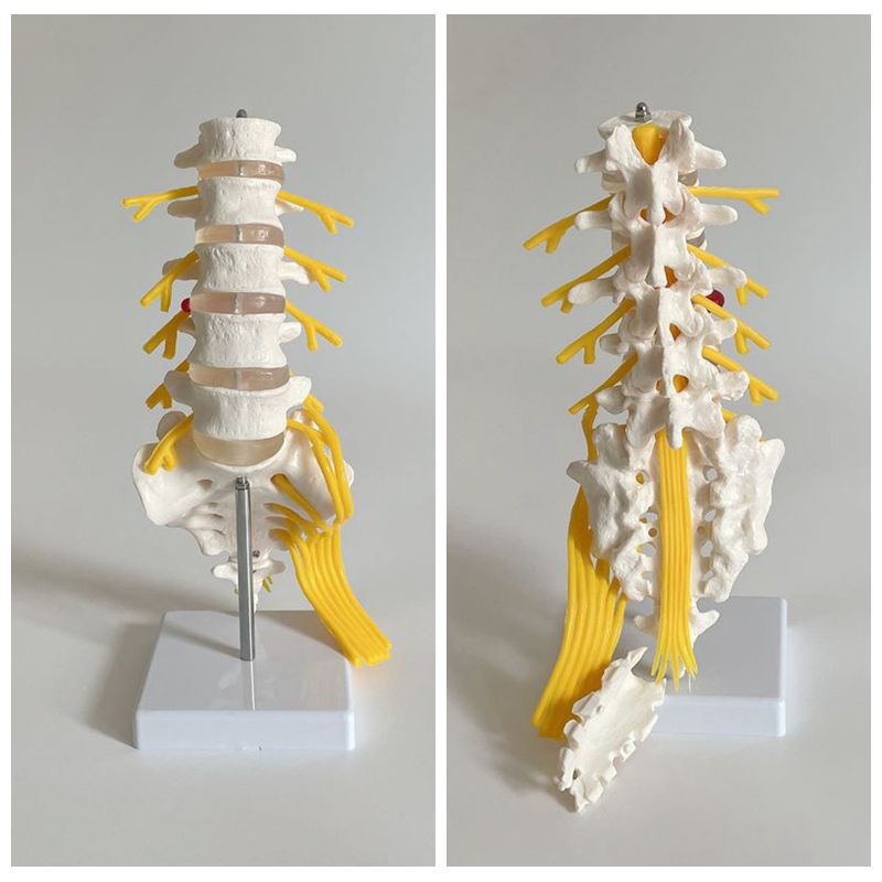 坐骨神经人体腰椎模型脊髓骶椎尾骨健身瑜伽指压按摩小针刀康复用