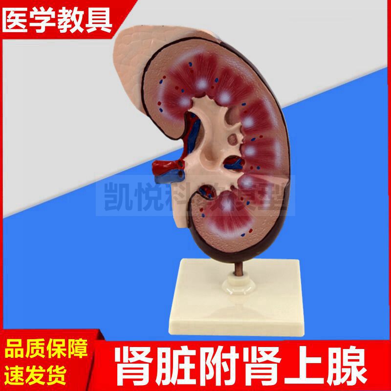 肾脏模型肾上腺生物课教具泌尿器官肾解剖医学标本肾动静脉血管人
