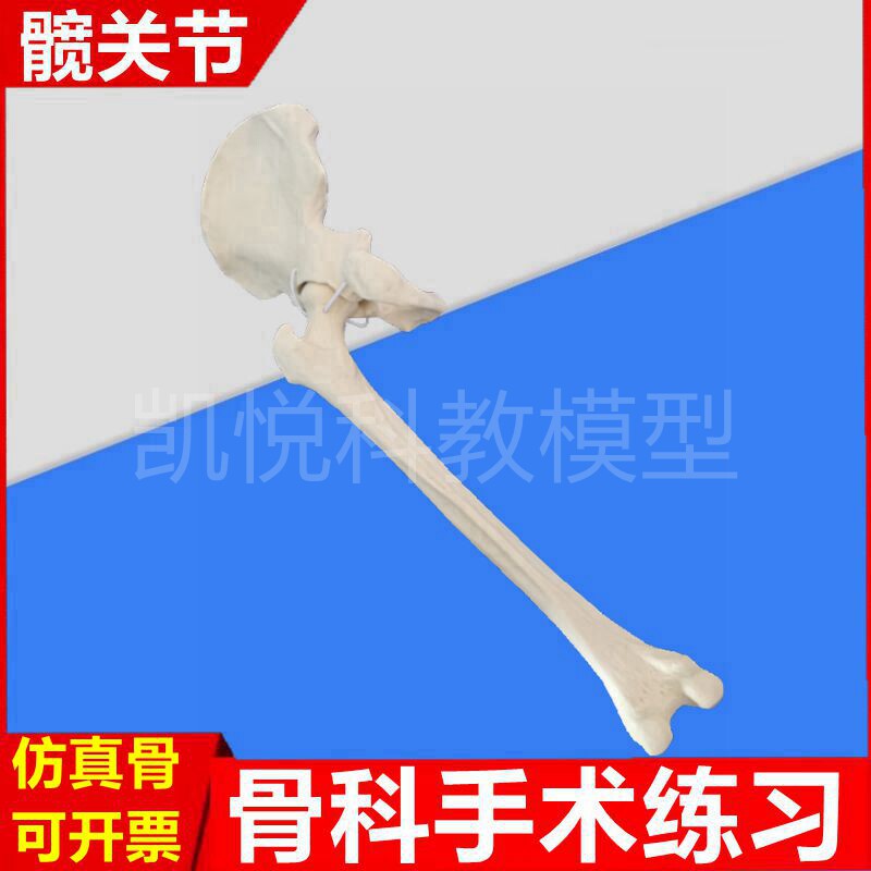 髋关节模型适用临床骨科手术操作假骨头髋骨股骨韧带膝关节骨髓腔