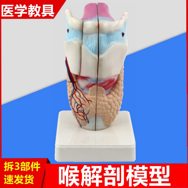 人体喉咙模型 呼吸道 发音器官 会厌甲状软骨甲状腺气管 声乐教学