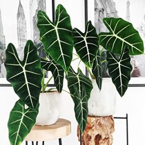 Green velvet calla potted dragon scale green swan net red plant big fairy green plant large living room trout