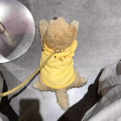 Cream Bear Dog Clothes Small Size Dogs Pet Cat Dog Fall and winter Heattech Home and Out Traction Bixiong Teddy