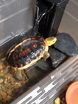 4 transmission gear A20 sub-30 steel 0B non-five single row industrial 12A1A industrial chain free 0 rust A continent 816 plate roll