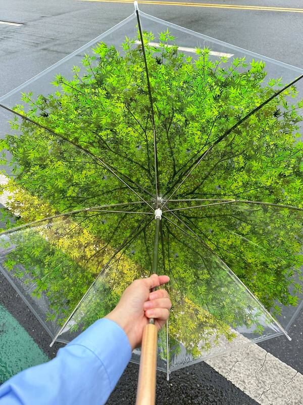 Designcomplicity Same Style Sunshade Umbrella Japanese Cherry Blossom Transparent Straight Handle Folding Umbrella Fallen Leaves Long Handle Umbrella Designcomplicity Same Style Sunshade Umbrella Japanese Cherry Blossom Transparent Straight Handle Folding Umbrella Fallen Leaves Long Handle Umbrella