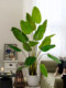 Large Traveler's Banana Tree Artificial Green Plant Bird of Paradise Decorative Ornament Indoor High-End Bionic Plant Floor-Standing Fake Tree Potted Plant