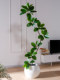 Artificial Green Plant Rubber Tree Ornament Black Diamond Indoor Fake Potted Plant Decoration High-End Light Luxury Large Landscaping Decoration