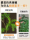 Simulated Green Plant Jacaranda High-End Light Luxury Living Room Artificial Flower Tree Large Plant Potted Indoor Floor-Standing Decoration
