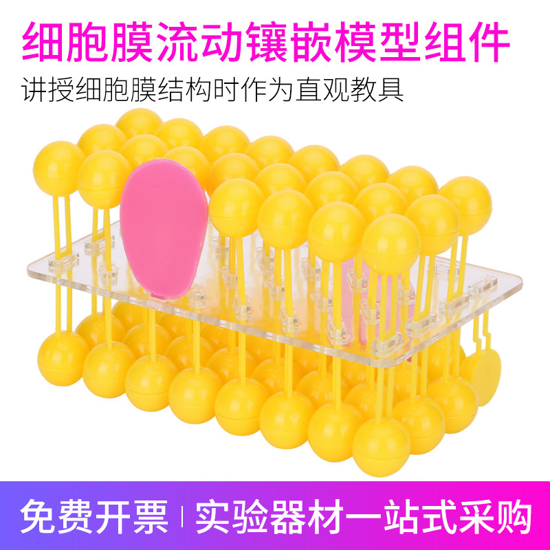 细胞膜流动镶嵌模型组件磷脂分子模型初高中生物教学仪器实验器材