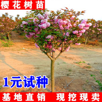 Authentic Japanese cherry blossom saplings cherry blossom seedlings northern and southern courtyard ground potted flower trees garden plants landscape trees