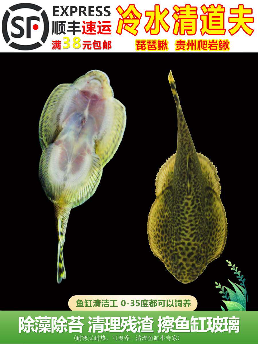 冷水清道夫琵琶鱼贵州爬岩鳅双吸盘不加温清洁工原生鱼,鱼缸除藻神器揭秘!-鱼-淘宝好物网