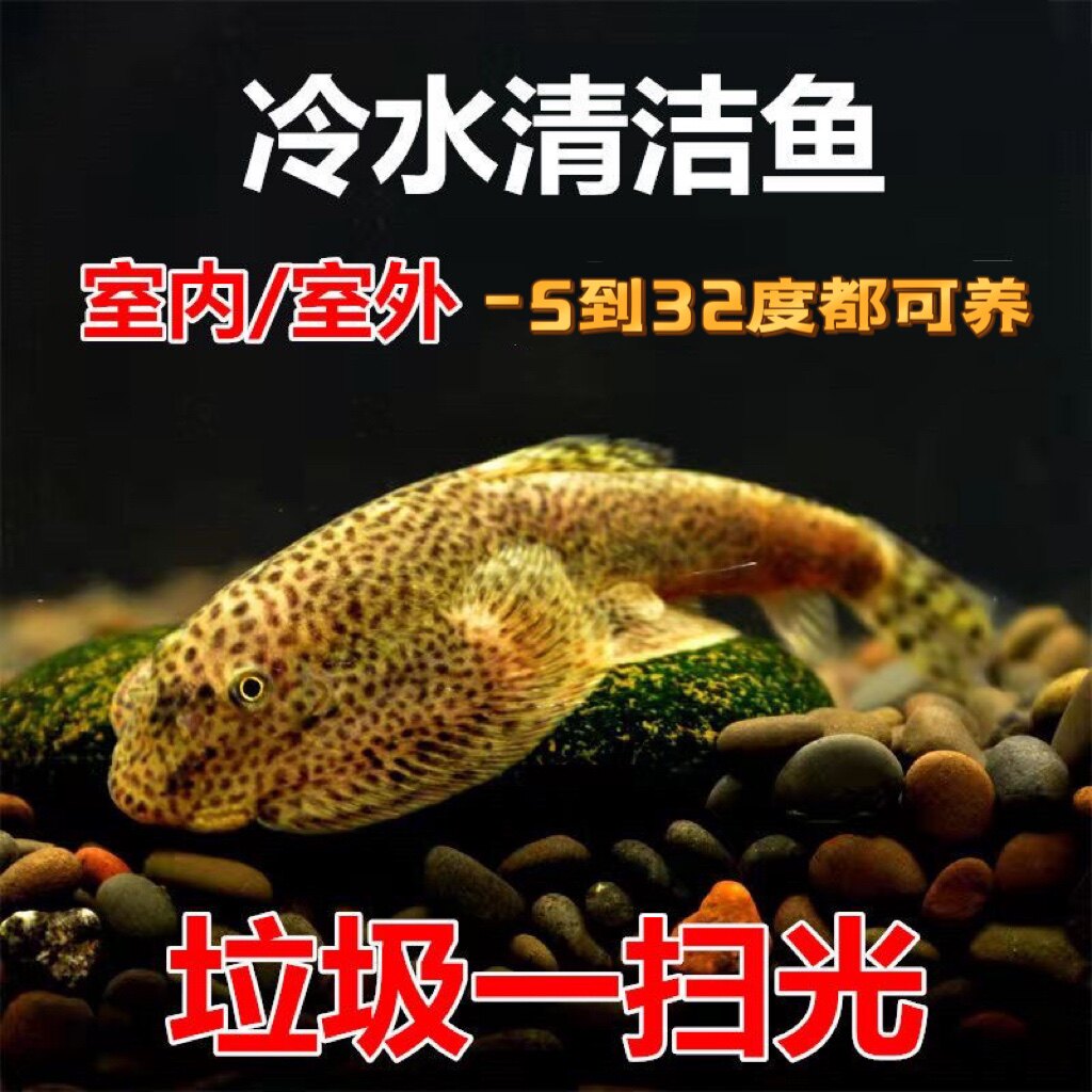 冷水清道夫琵琶鱼贵州爬岩鳅双吸盘不加温清洁工原生鱼,鱼缸除藻神器揭秘!-鱼-淘宝好物网